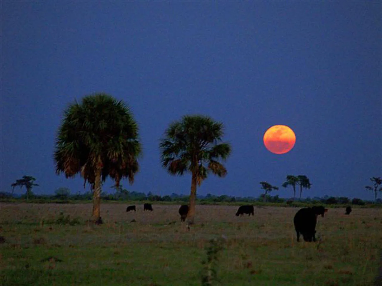 Farm in Parrish, FL